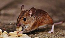 24 Hour & Emergency Exterminators in Barneveld, WI
